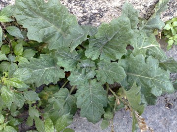 Selle mura di un antico castello - Hyoscyamus albus